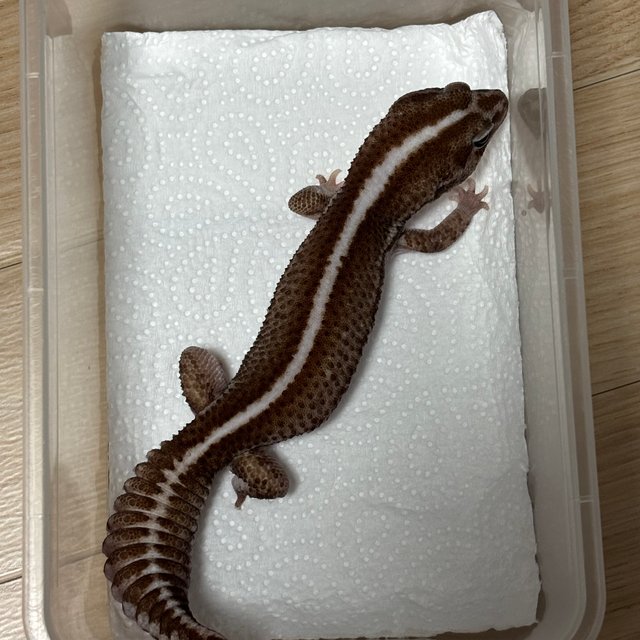 오레오 패턴리스