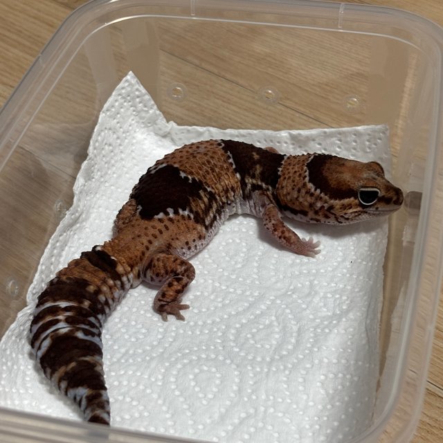 헷 아멜라니스틱