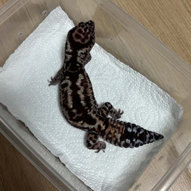 화이트아웃 헷 패턴리스 헷 오레오