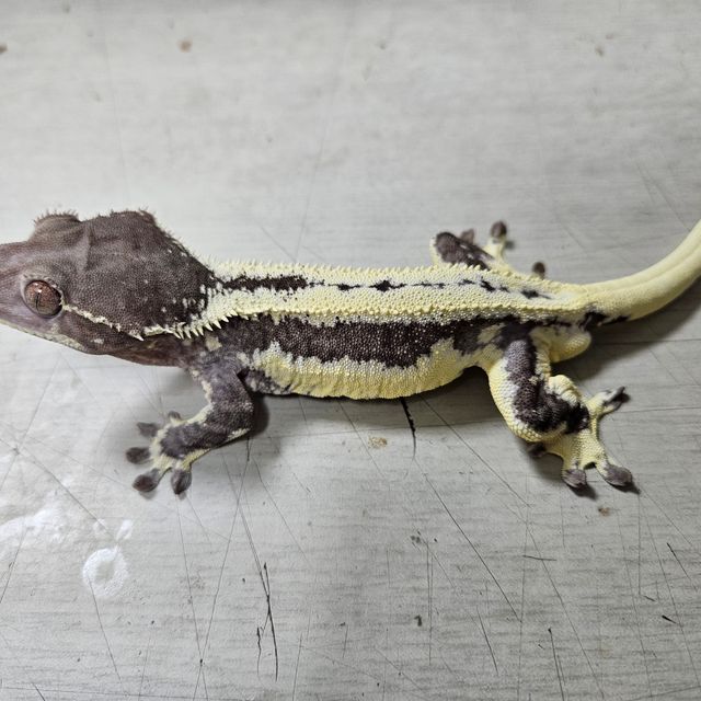 릴잔틱