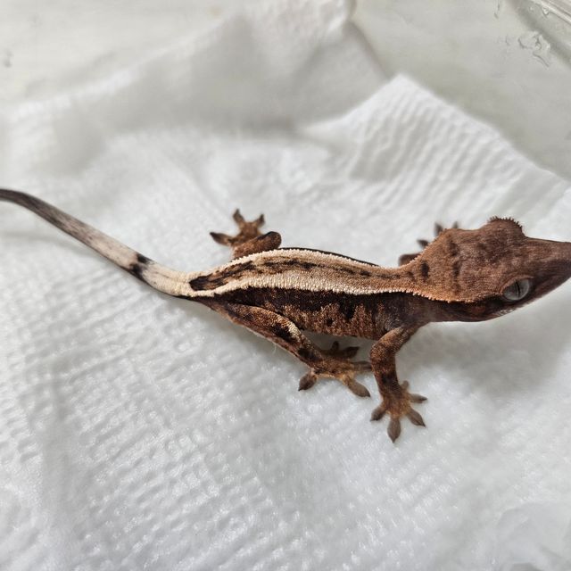 세이블