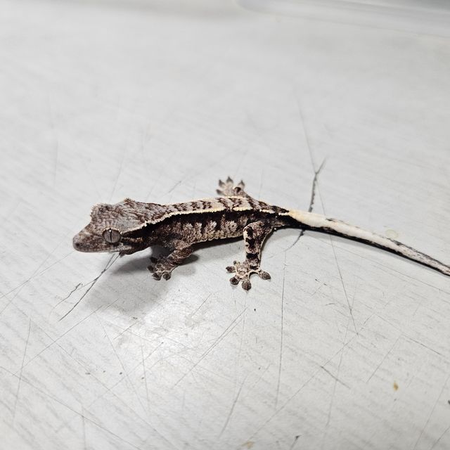 카푸치노 트라이 핀스트라이프
