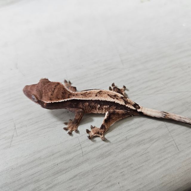 세이블