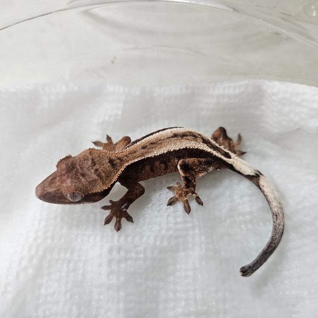 세이블