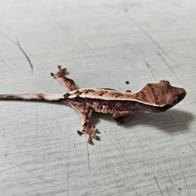 세이블