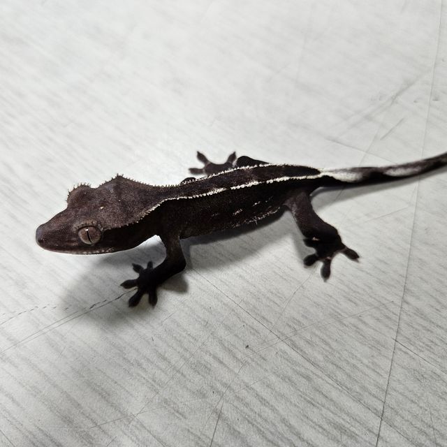 아잔틱