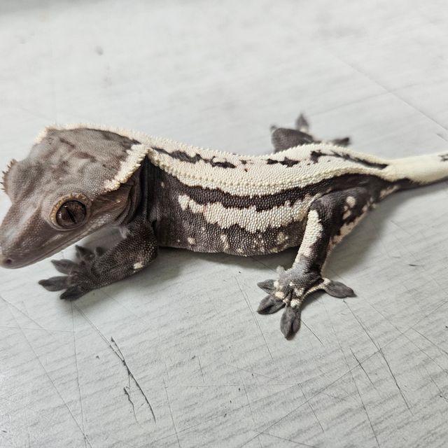 세이블
