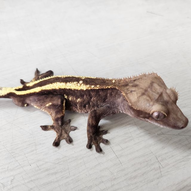 세이블