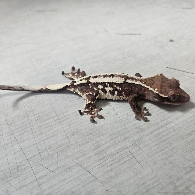 세이블