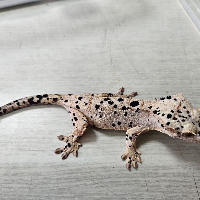 달마시안 슈퍼달마시안