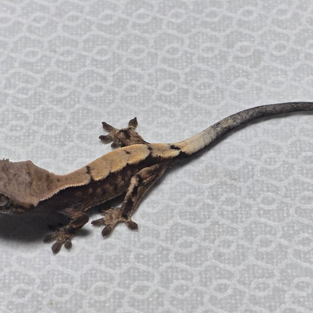 세이블