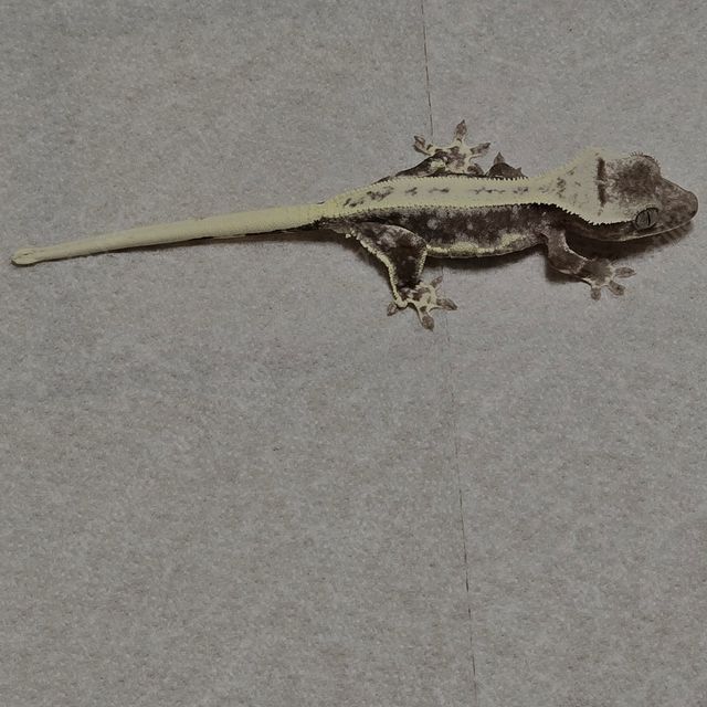 릴잔틱