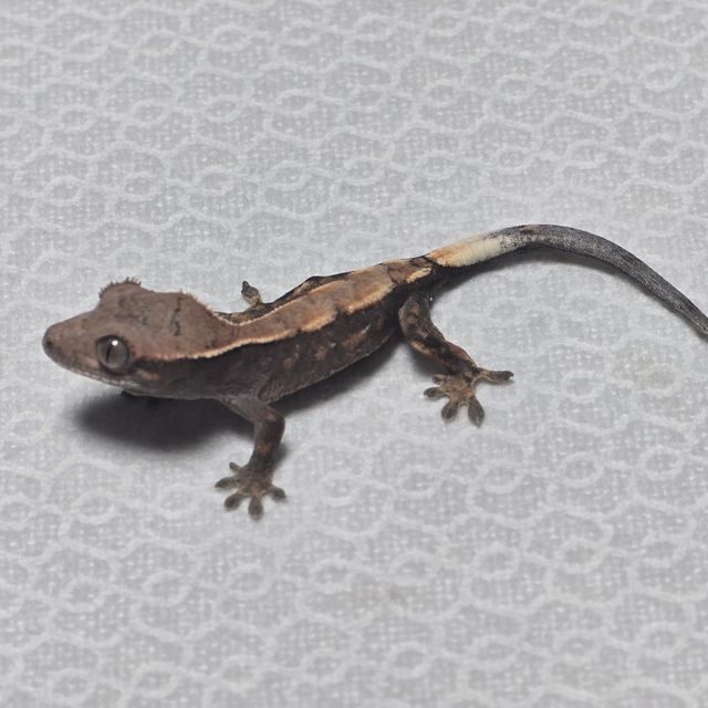 세이블