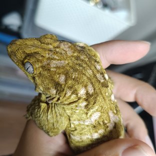 파인아일랜드 노멀