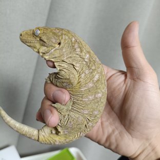 파인아일랜드 노멀