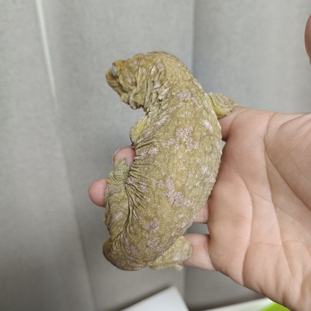 파인아일랜드 노멀