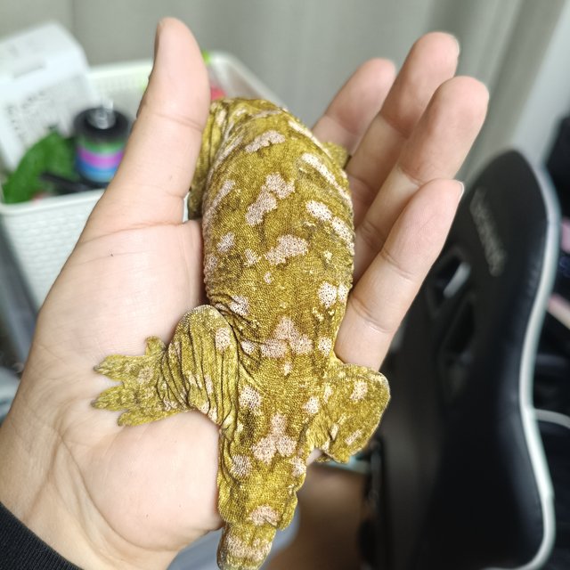 파인아일랜드 노멀