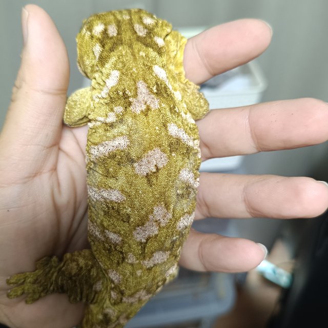 파인아일랜드 노멀