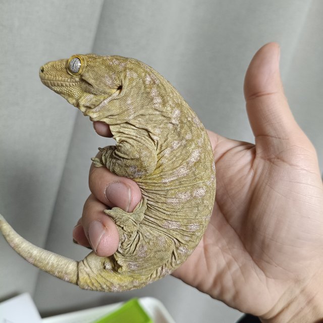 파인아일랜드 노멀