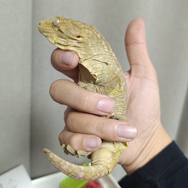 파인아일랜드 노멀