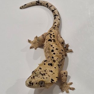 노멀 달마시안 슈퍼달마시안