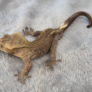 아잔틱