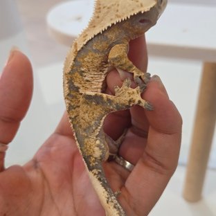 노멀 익스트림할리퀸 화이트스팟 드리피