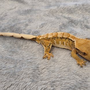 익스트림할리퀸