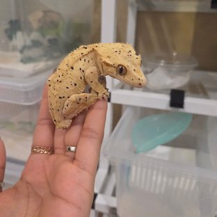 노멀 달마시안 슈퍼달마시안