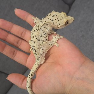 노멀 달마시안 슈퍼달마시안