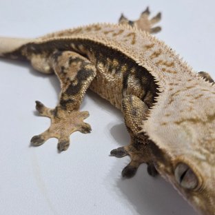 트라이 핀스트라이프