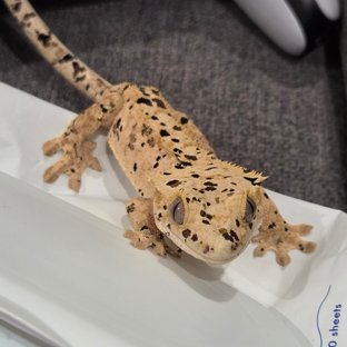 노멀 달마시안 슈퍼달마시안