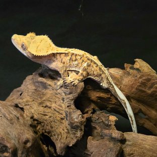 노멀 드리피 핀스트라이프