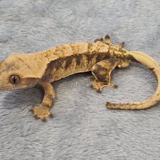 노멀 트라이 익스트림할리퀸 할리퀸