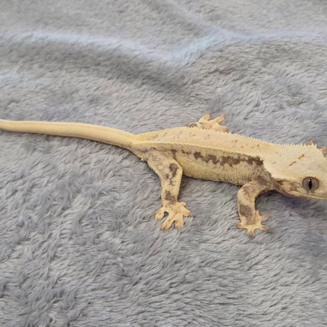 릴리화이트 풀핀