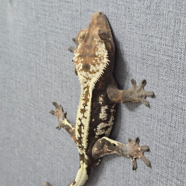 카푸치노 화이트핀