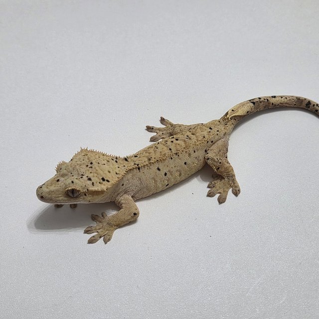 노멀 달마시안 슈퍼달마시안 다크