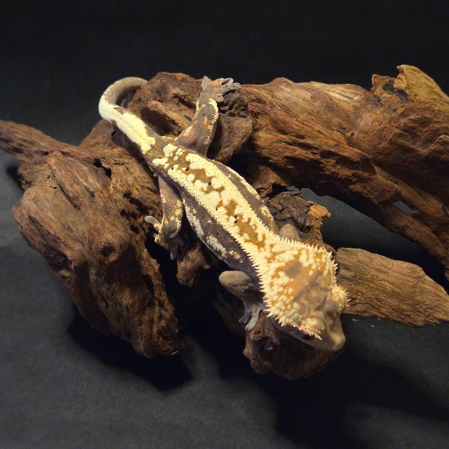 카푸치노 화이트핀