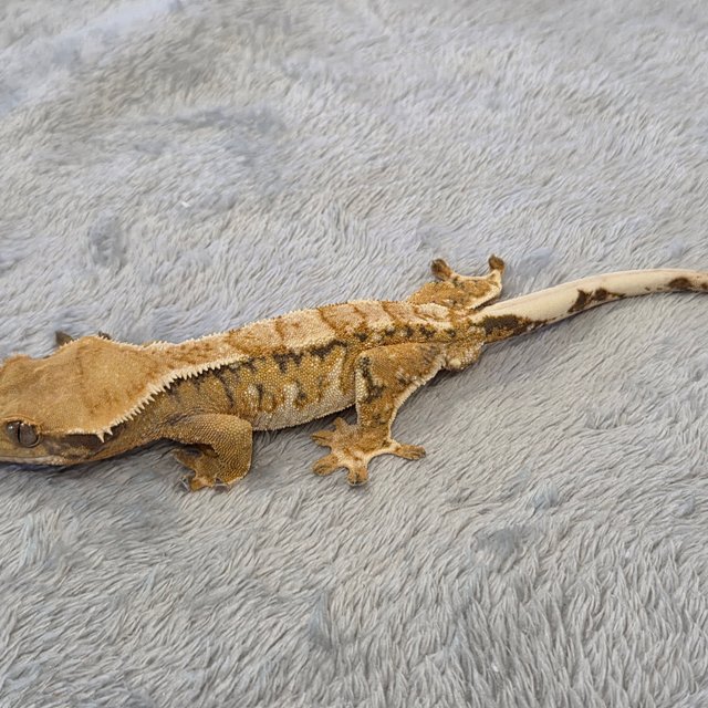 익스트림할리퀸