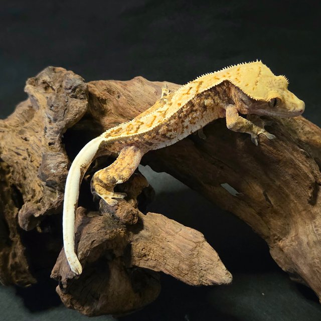 노멀 드리피 핀스트라이프