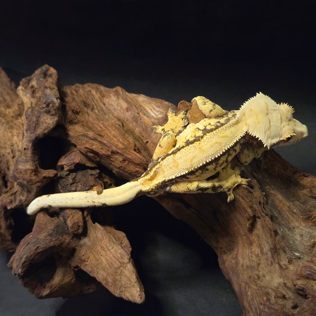 핀스트라이프 풀핀 익스트림할리퀸