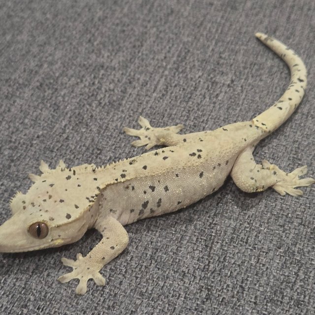 노멀 달마시안 슈퍼달마시안 다크