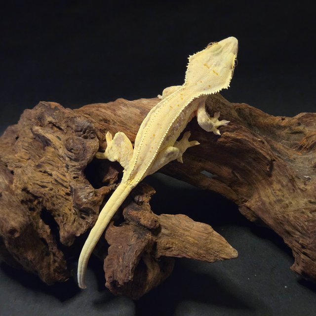 릴리화이트 풀핀