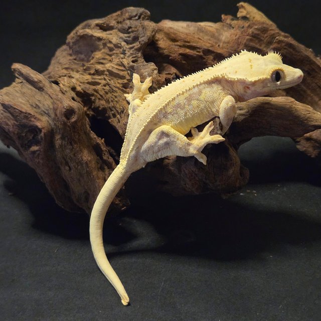 릴리화이트 풀핀