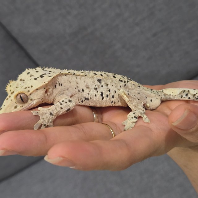 노멀 달마시안 슈퍼달마시안