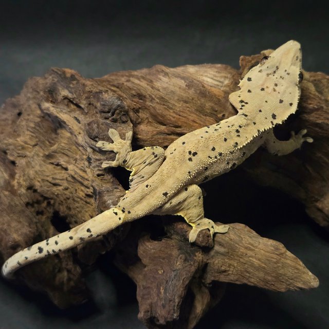 노멀 달마시안 슈퍼달마시안 다크