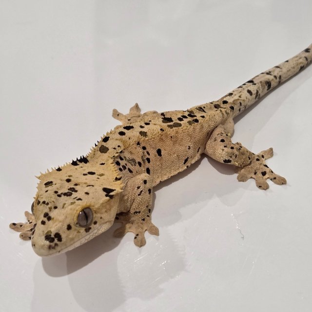 노멀 달마시안 슈퍼달마시안