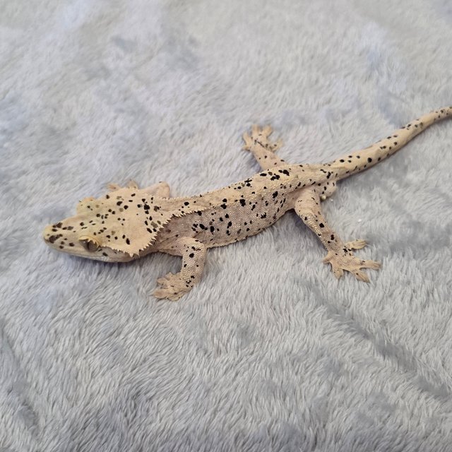 노멀 달마시안 슈퍼달마시안 크림 옐로우