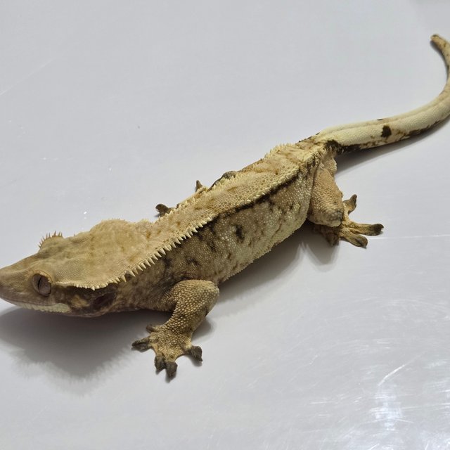 노멀 트라이 익스트림할리퀸 할리퀸