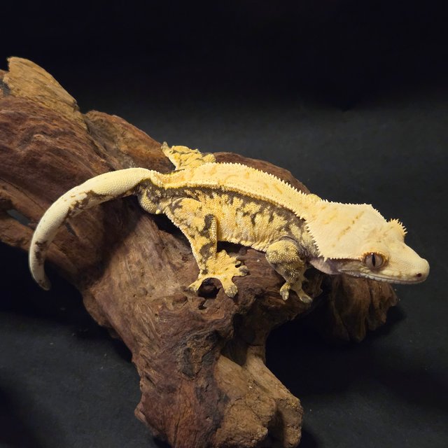 핀스트라이프 풀핀 익스트림할리퀸